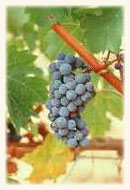 Cabernet Sauvignon Cabernet Sauvignon