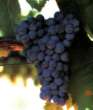 Graciano Graciano