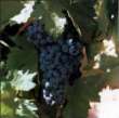 Tempranillo Tempranillo
