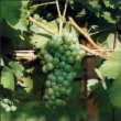 Verdejo Verdejo